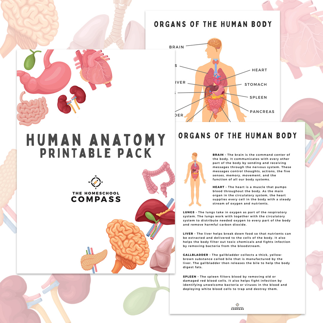 Free Human Anatomy Printable Pack - Homeschool Compass with regard to Homeschool Compass Free Printables
