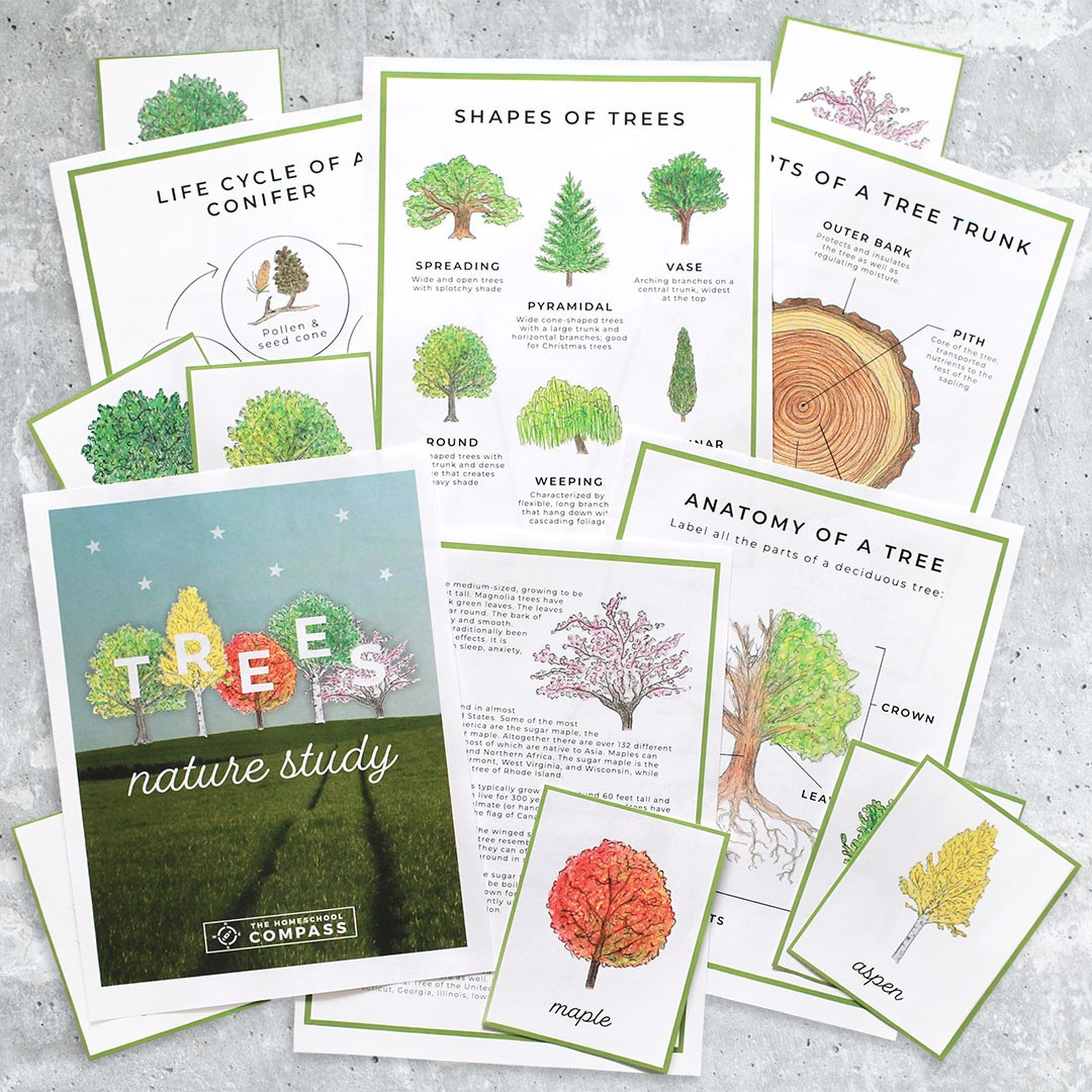 Free Tree Nature Study Printables - Homeschool Compass inside Homeschool Compass Free Printables