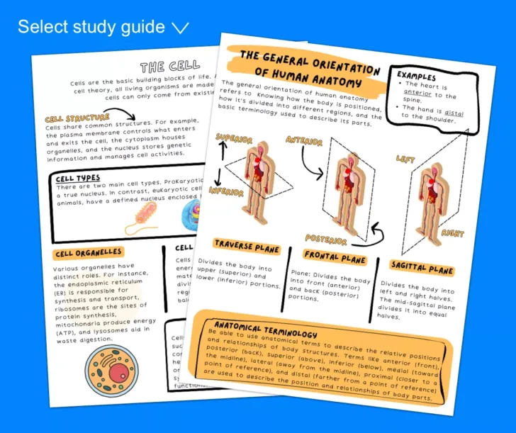 Printable Worksheets For Teas Test