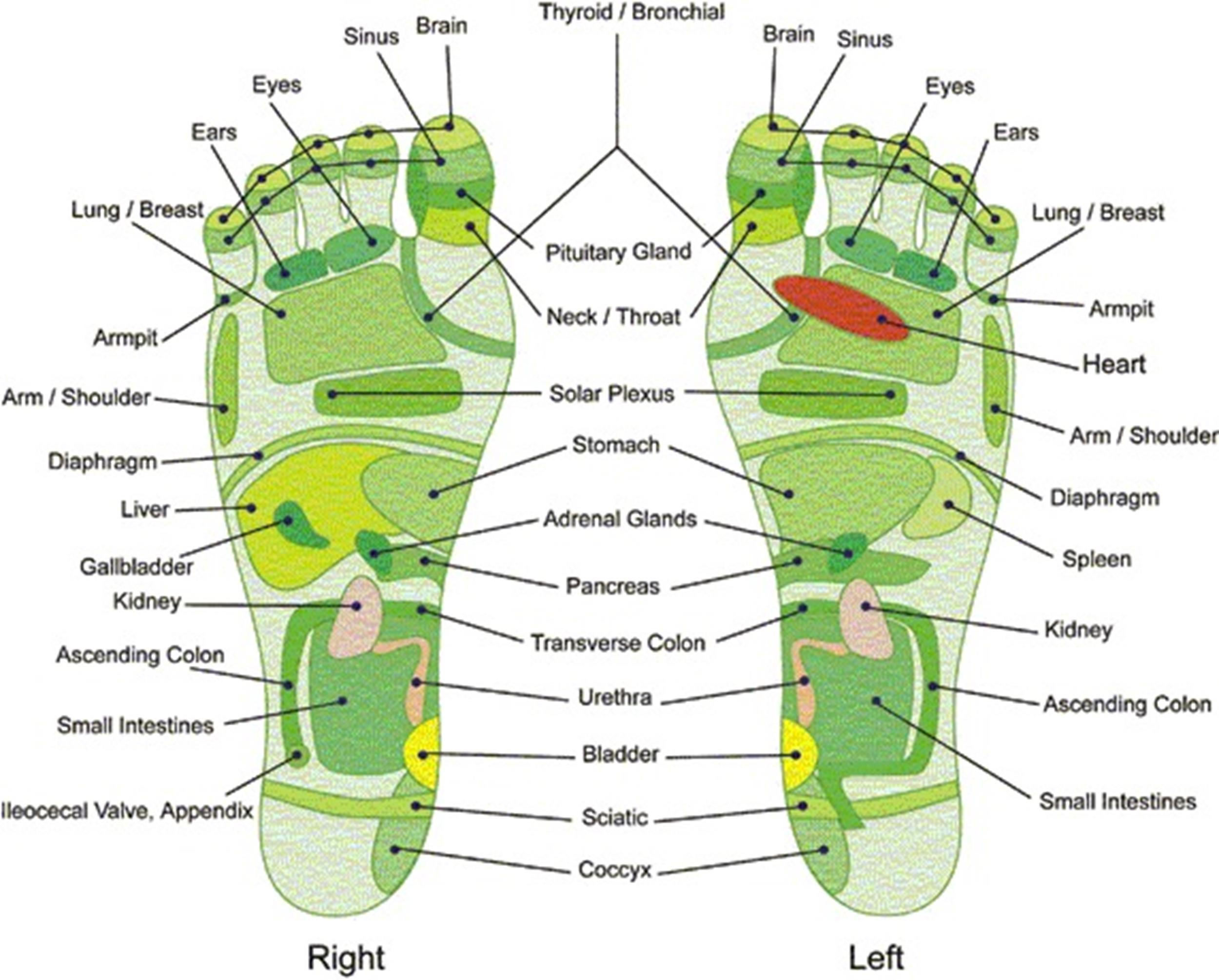 31 Printable Foot Reflexology Charts &amp;amp; Maps ᐅ Templatelab within Printable Reflexology Charts Free