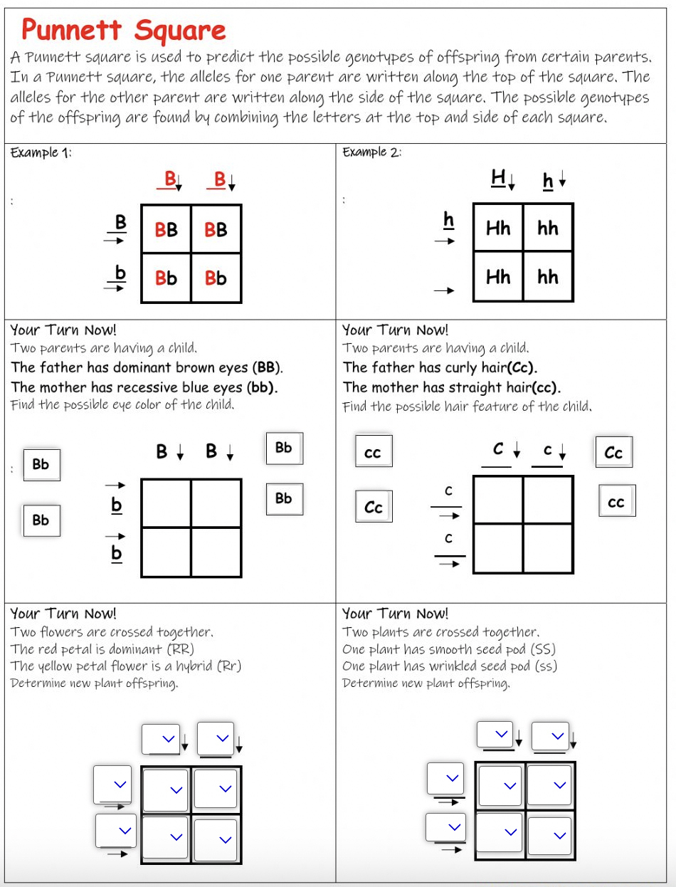 9 Hands-On Worksheet Punnett Square Worksheet - The Teach Simple regarding Free Printable Punnett Square Worksheet