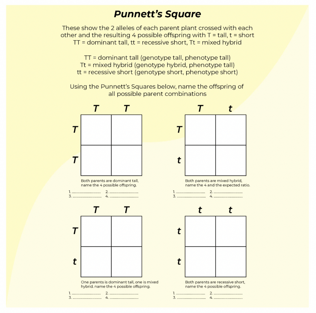 9 Hands-On Worksheet Punnett Square Worksheet - The Teach Simple with Free Printable Punnett Square Worksheet