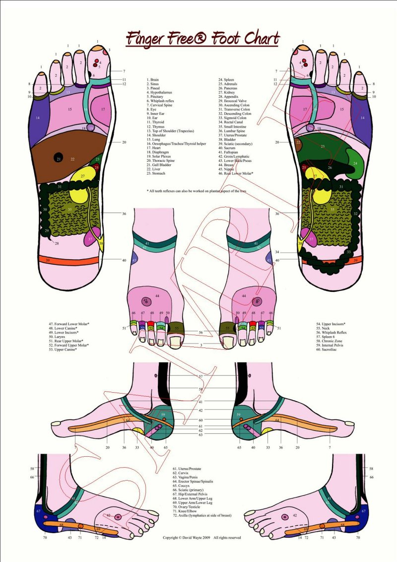 A1 Reflexology Foot Chart throughout Printable Reflexology Charts Free