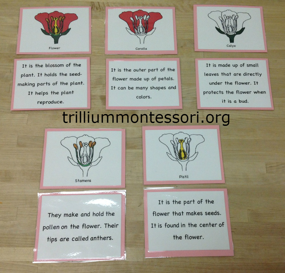 Flower Activities For Montessori Or A Preschool Unit in Parts Of A Flower Montessori Free Printable