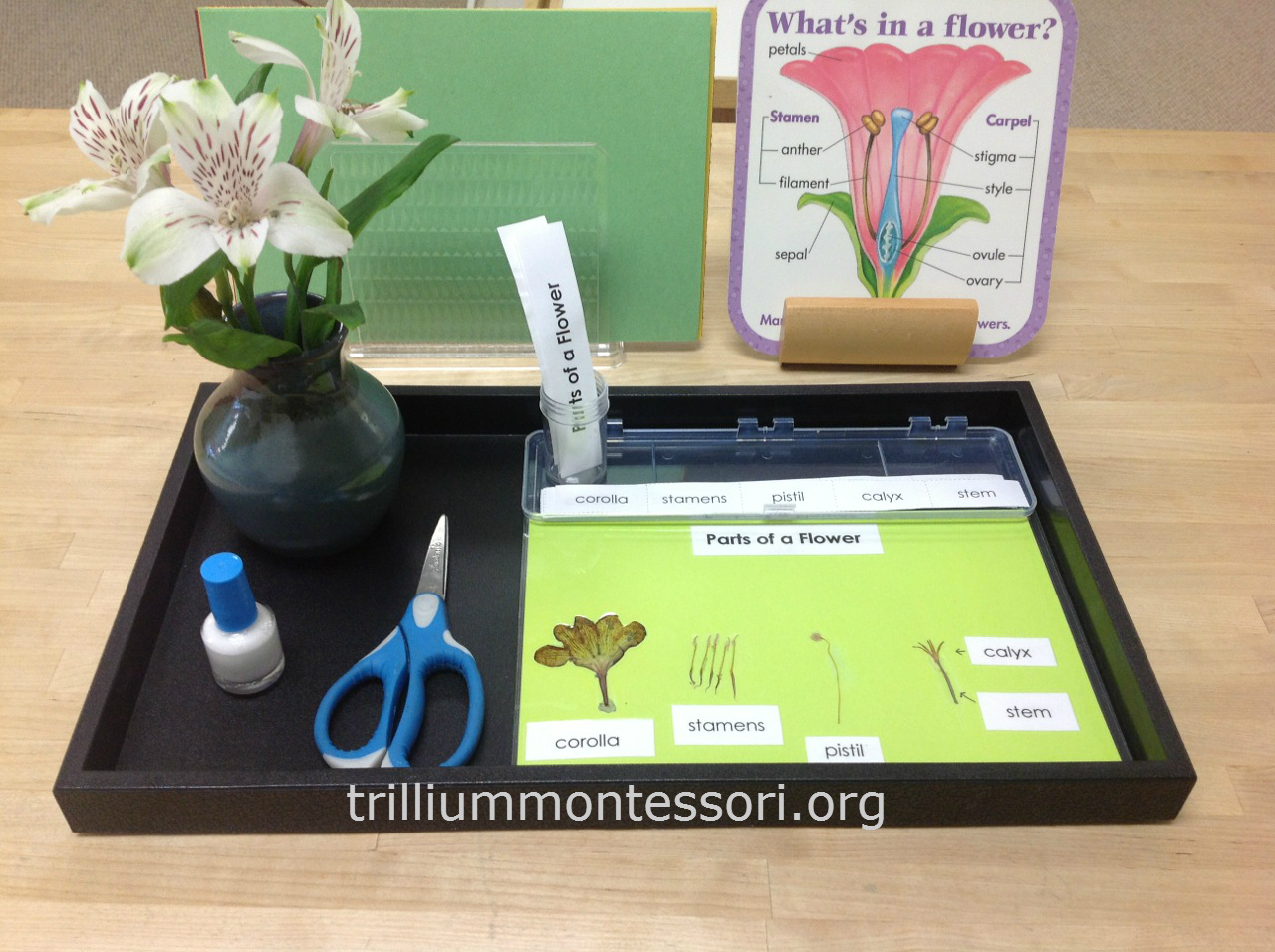 Flower Activities For Montessori Or A Preschool Unit regarding Parts of a Flower Montessori Free Printable