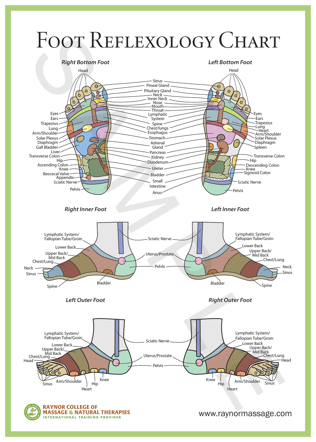 Foot Reflexology Chart - Raynor College Of Massage &amp;amp; Natural Therapies throughout Printable Reflexology Charts Free
