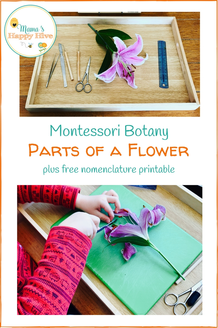 Montessori Botany: Examining The Parts Of A Flower regarding Parts of a Flower Montessori Free Printable