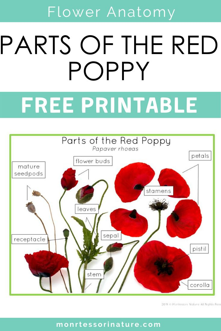 Montessori Nature Free Printables with regard to Parts Of A Flower Montessori Free Printable