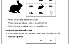 40+ Punnett Square Practice Worksheet To Download In Pdf within Printable Punnett Square Practice Worksheet