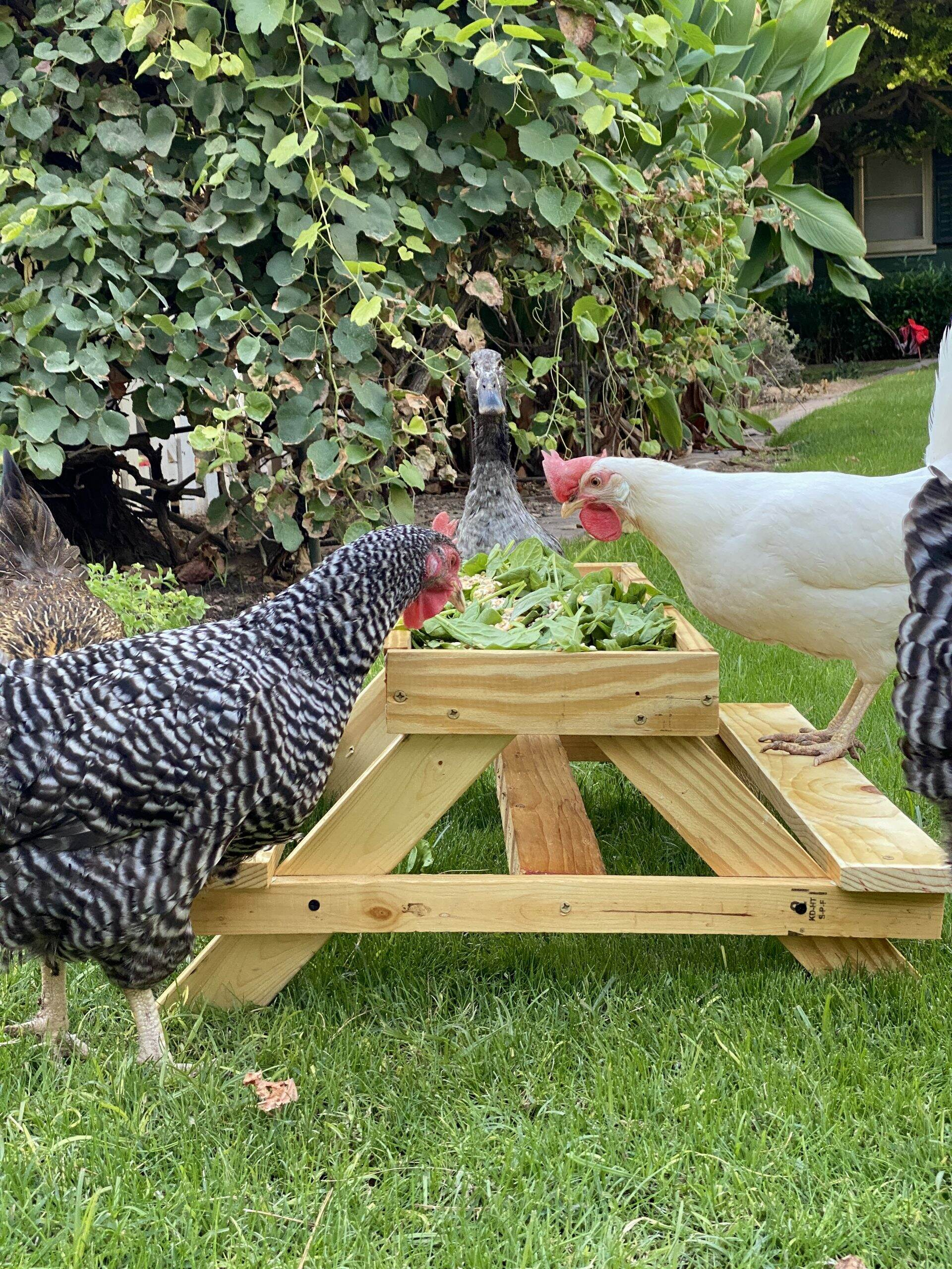 A Diy Chicken Feeder Picnic Table | Life At Bella Terra with regard to Free Printable Chicknic Table Plans