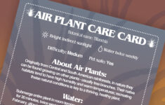 Air Plant Care Card, Digital Air Plant Care Label, Printable with Printable Air Plant Care Card