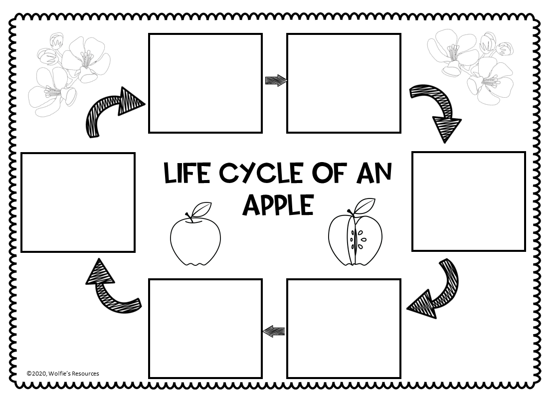 Apple Life Cycle | Teaching Resources with Free Apple Life Cycle Printable