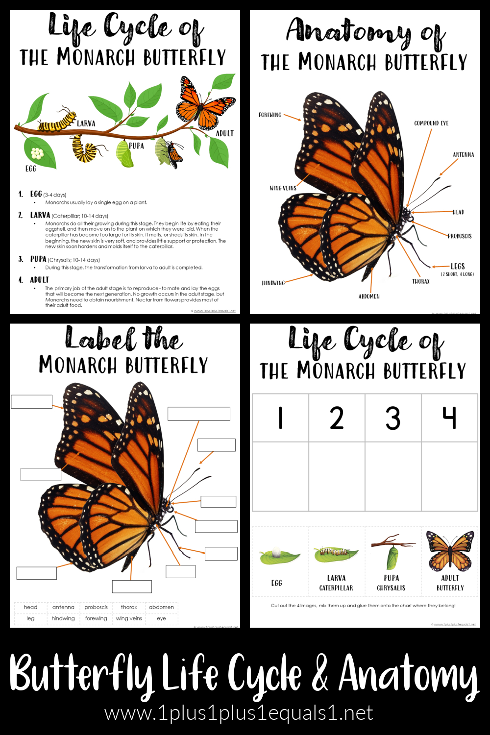Butterfly Life Cycle &amp;amp; Anatomy Printables - 1+1+1=1 with regard to Butterfly Life Cycle Printable Book