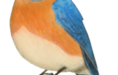 Buzzinbumble: Bluebird Applique – Free Pattern! with Printable Bird Applique Pattern