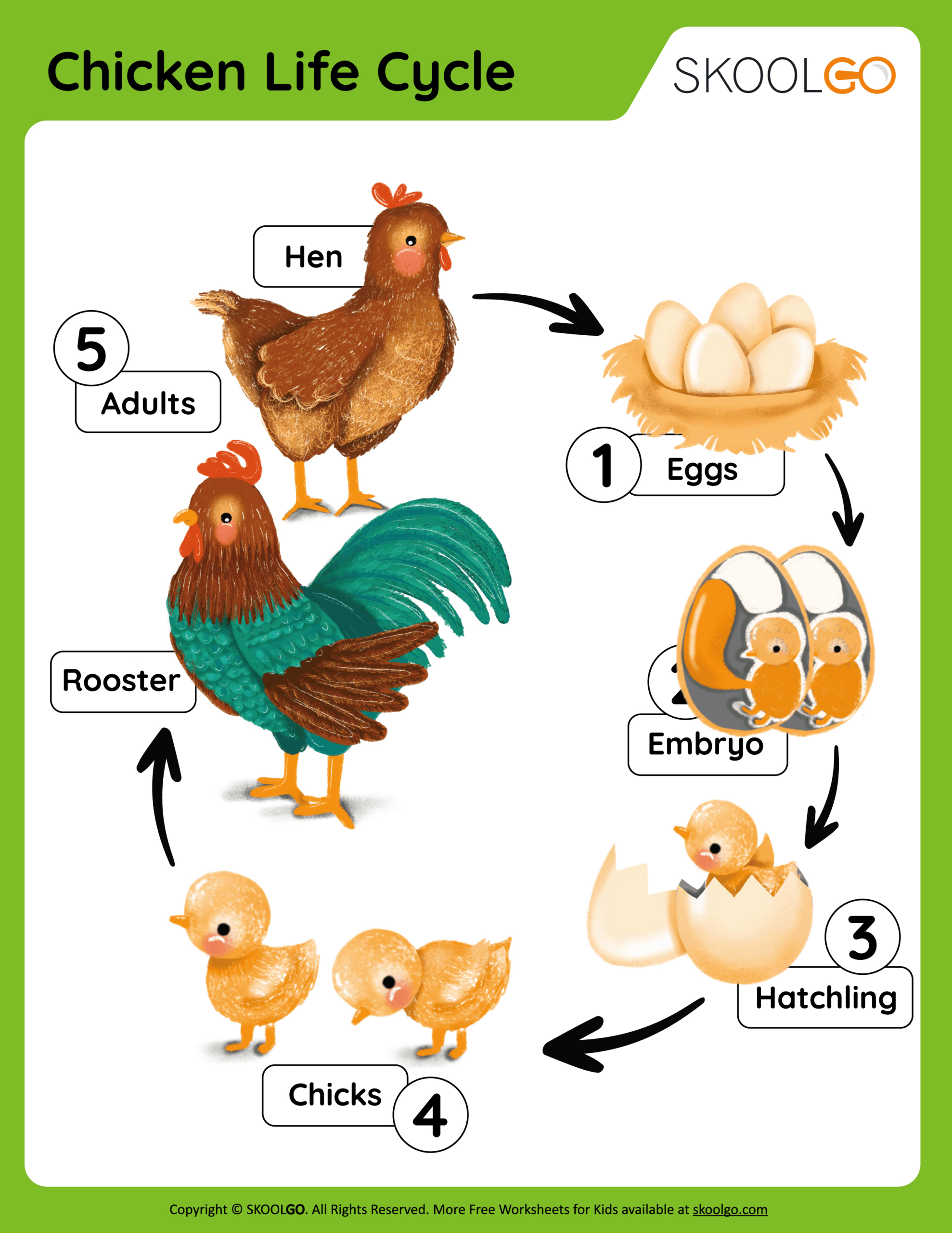Chicken Life Cycle - Free Worksheet - Skoolgo regarding Life Cycle of a Chicken Printable
