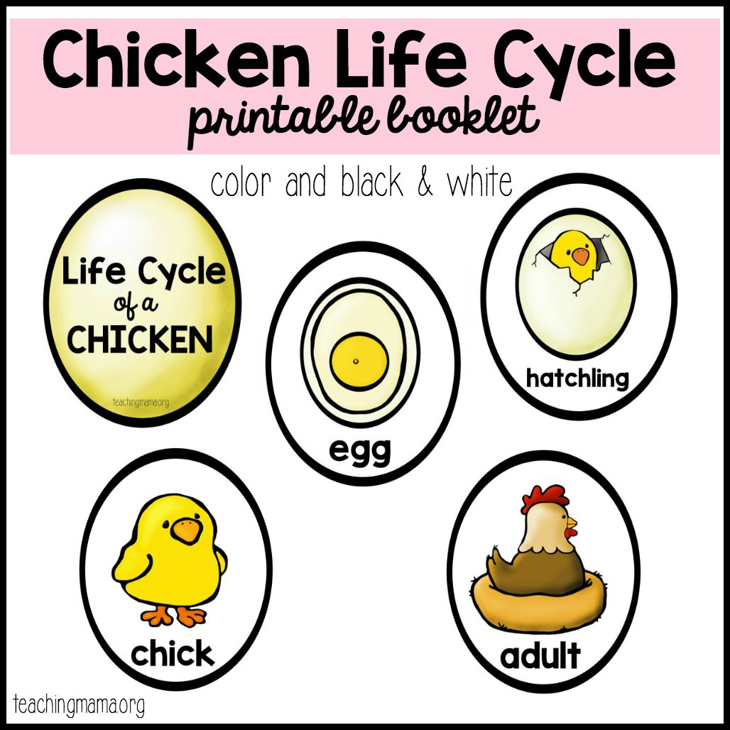 Chicken Life Cycle Printable regarding Life Cycle of a Chicken Printable