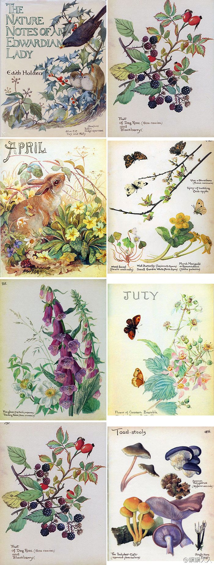 Discover 100 Journals - Edith Holden Ephemera And Edith Holden for Edith Holden Free Printables