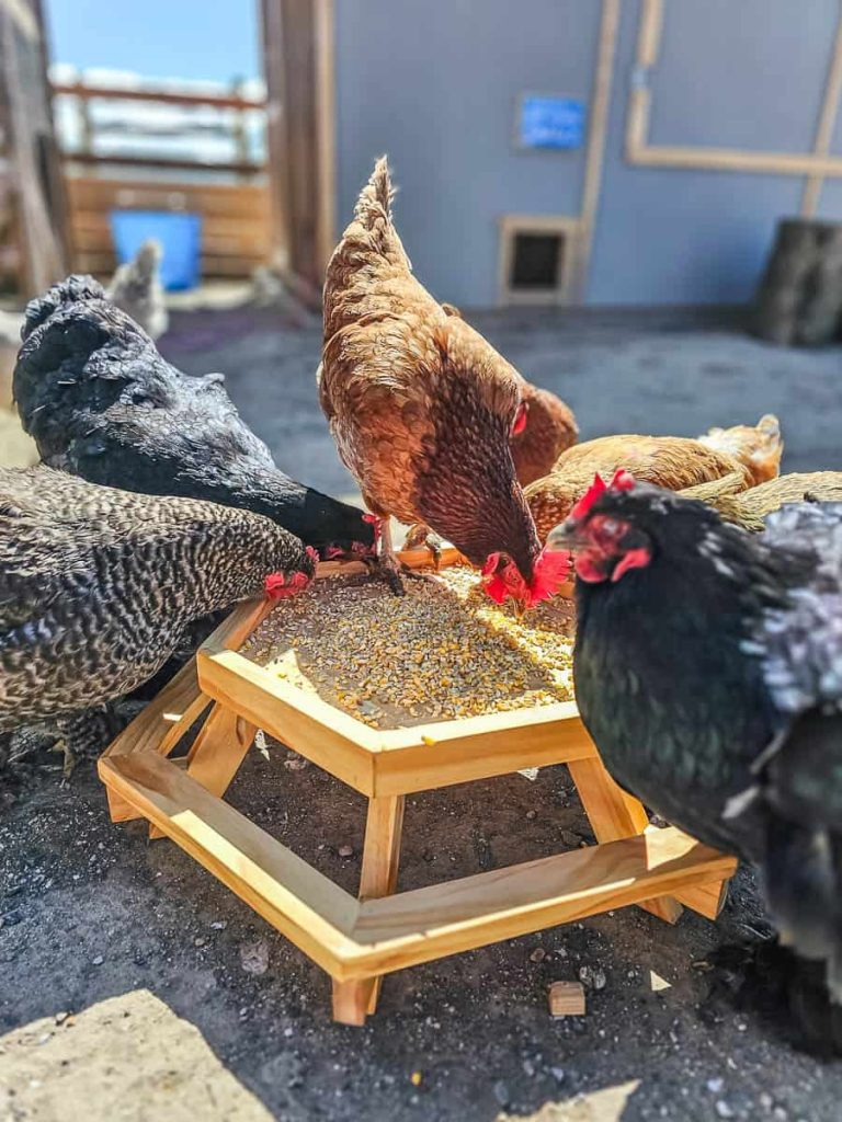 Diy Chicknic Table Plans - Making Manzanita in Free Printable Chicknic Table Plans