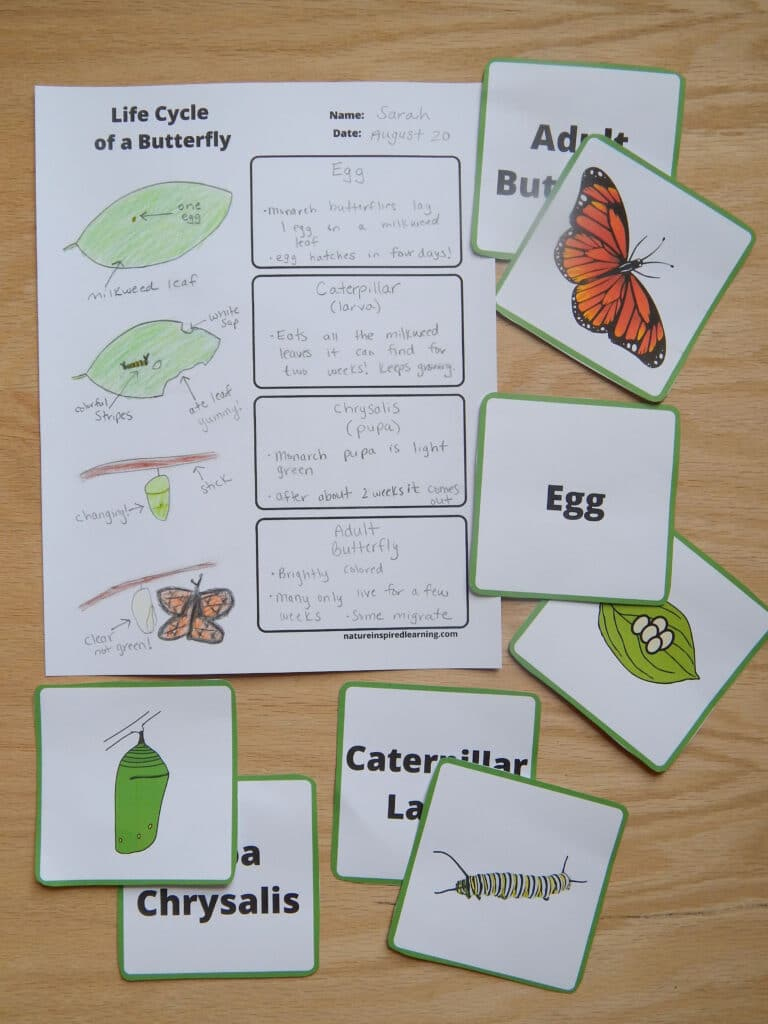 Free Life Cycle Of A Butterfly Worksheets And Printables for Butterfly Life Cycle Printable Book