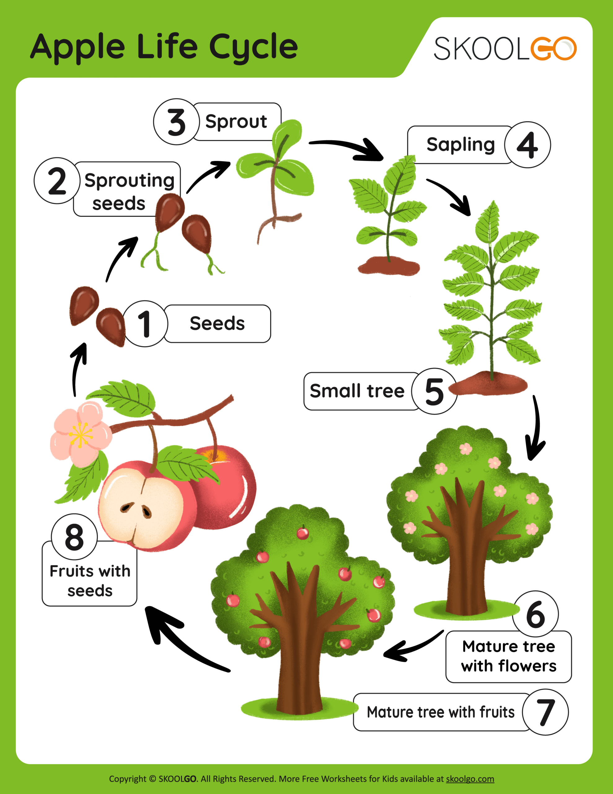Free Printable Apple Tree Life Cycle Worksheet - Printable Party regarding Free Apple Life Cycle Printable