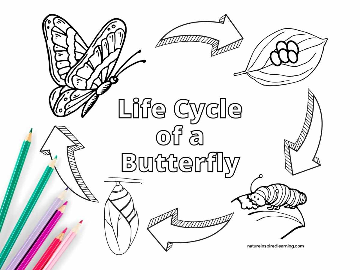 Life Cycle Of A Butterfly Coloring Pages - Nature Inspired Learning with Butterfly Life Cycle Printable Book