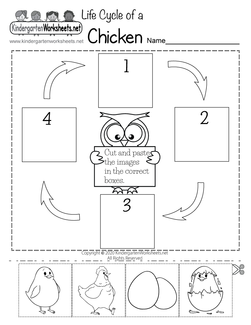 Life Cycle Of A Chicken Worksheet - Free Printable, Digital, &amp;amp; Pdf with Life Cycle Of A Chicken Printable
