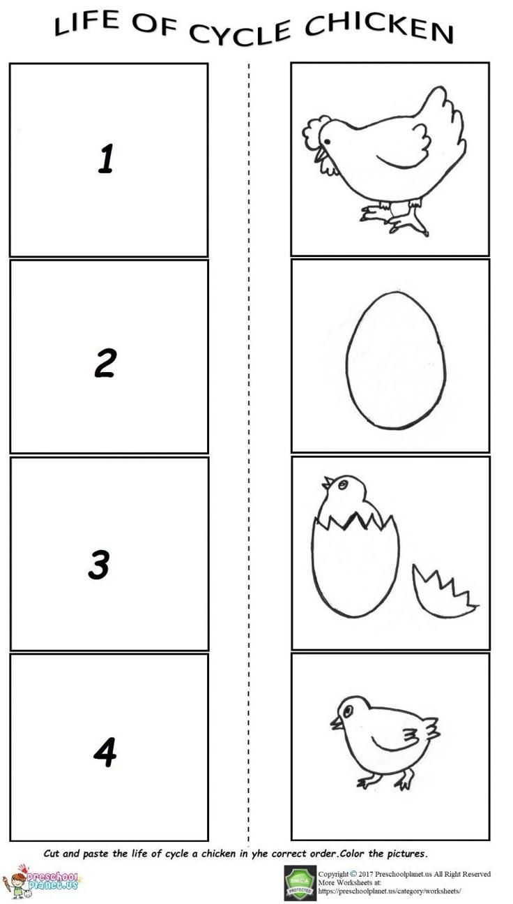 The Life Cycle Of A Chicken Worksheet intended for Life Cycle of a Chicken Printable