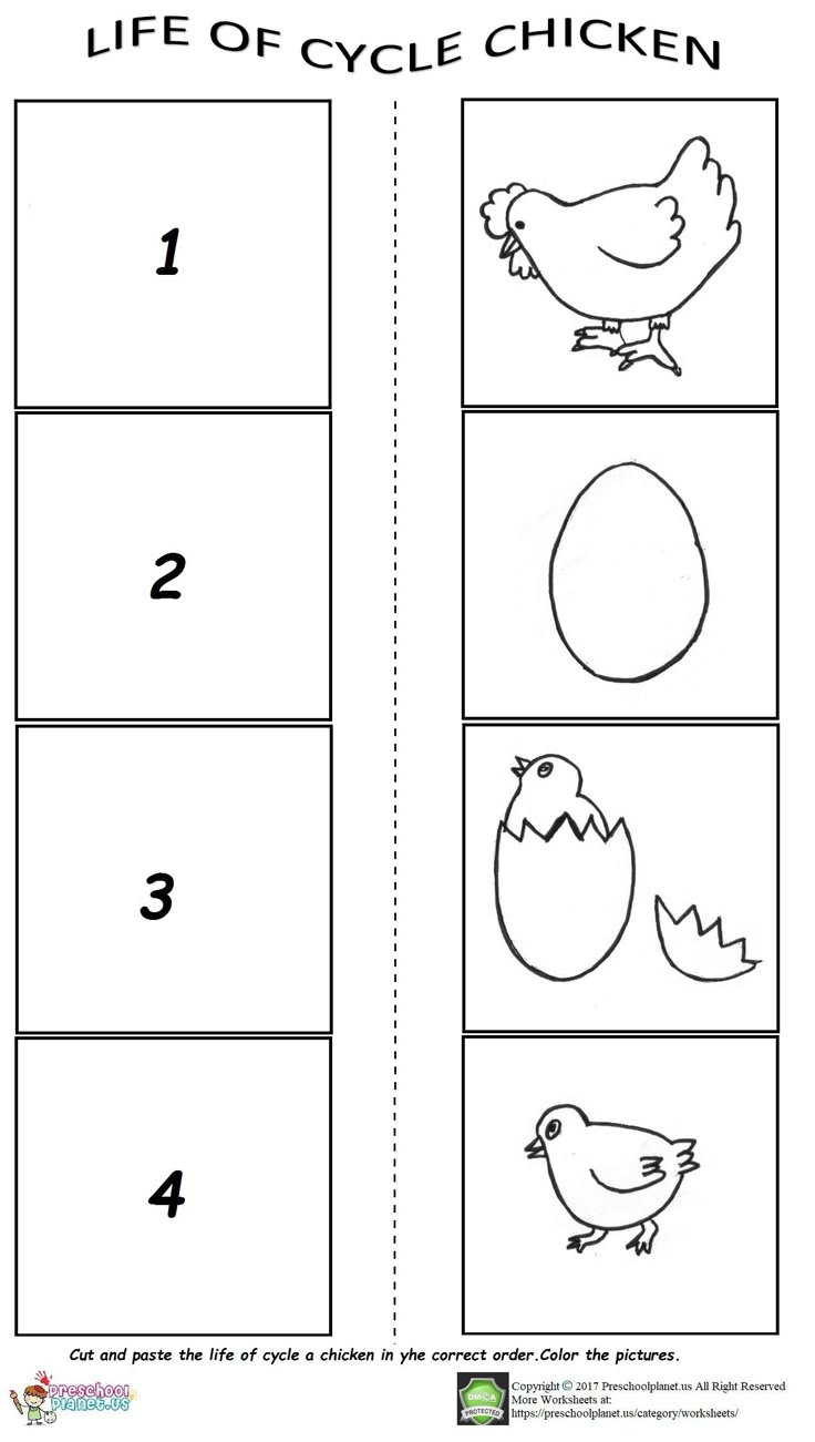 The Life Cycle Of A Chicken Worksheet throughout Free Printable Life Cycle Of A Chicken Worksheet